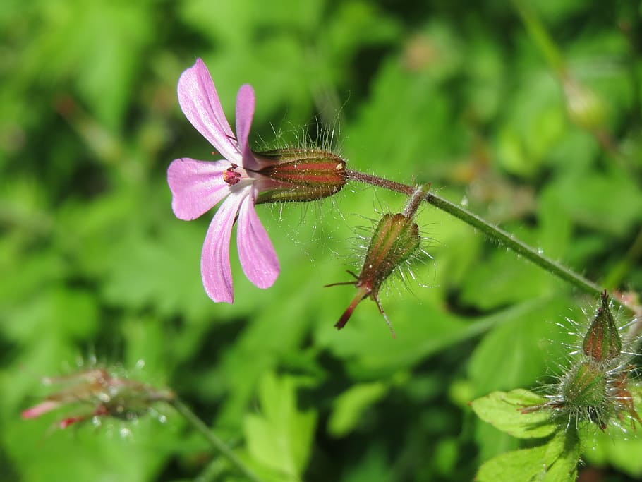 geranium robertianum, herb-robert, red robin, death come quickly, storksbill, dove's foot, crow's foot, wildflower, flora, botany