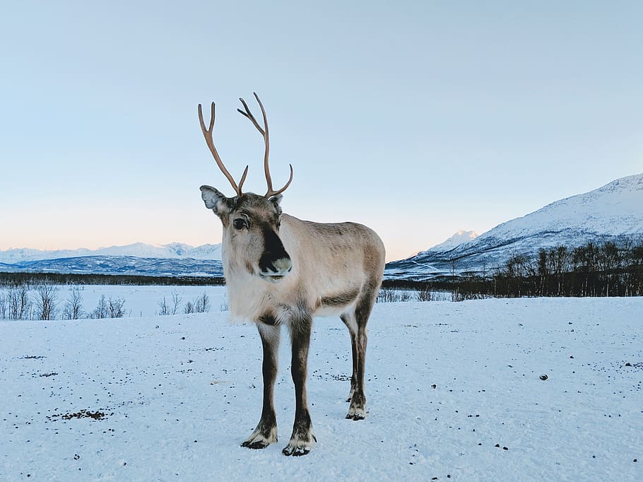 reindeer, deer, snow, mountain, animal, nature, norway, antler, landscape, scenery