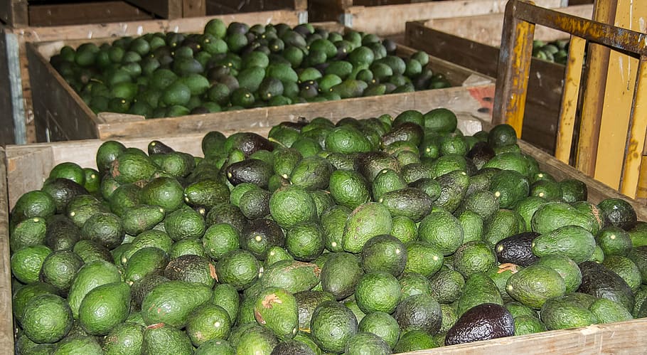 avocado lot, hass avocado, avocados, fruit, food, harvest, green, many, crates, healthy