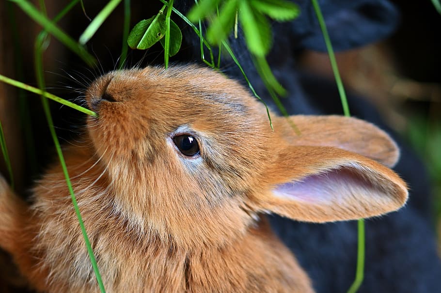 liebre, alimentación, lindo, conejo, orejas de conejo, hierba, Temas de animales, un animal, animal, fauna animal