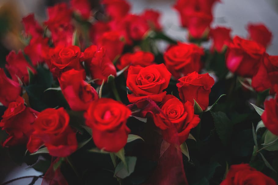 vermelho, rosas, flores, buquê, beleza, natureza, planta com flor, flor, beleza da natureza, pétala