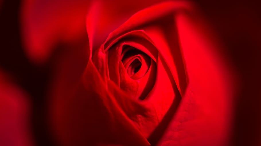 red rose flower, amorous, romance, love, art, rose, red, flower, red rose, nature