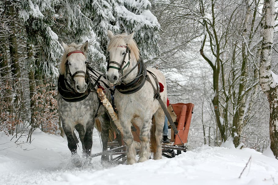 two, white, horses, slid, sleigh ride, the horse, winter, snow, forest, horse