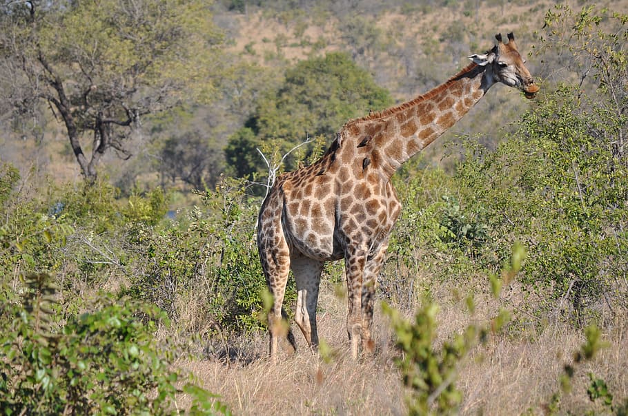Giraffe, Animal, Savannah, Spotted, long jibe, animal wildlife, animals in the wild, nature, safari animals, animal themes