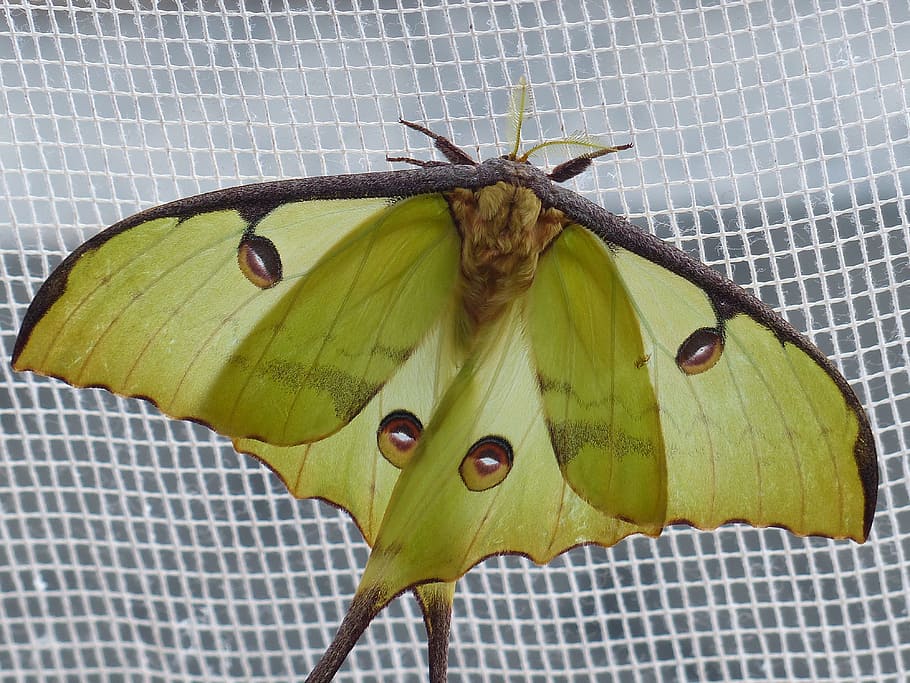 Comet Moth, Moth, Butterfly, Eyespots, butterfly, large, points, eyes, green, wing, insect