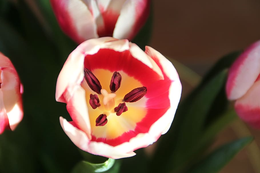 tulip, red, blossom, bloom, open, stamp, individually, flower, spring, close up