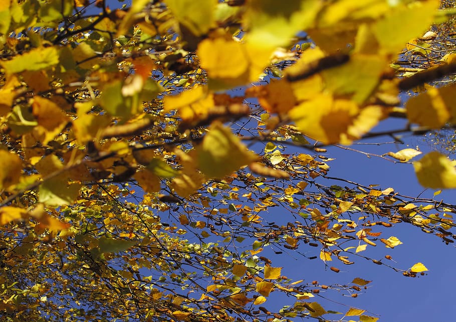 angin, berangin, musim gugur, daun, alam, pohon, eko, ekologi, lingkungan, kuning