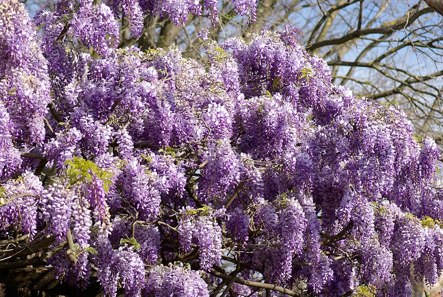 glycine, tree, clusters, purple, flowers, flower, flowering plant, plant, beauty in nature, growth