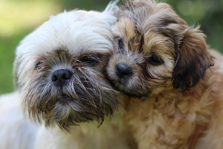 puppy, mama and puppy, cute, sweet, shih tzu, teddy bear puppy, mothers, domestic, mammal, pets