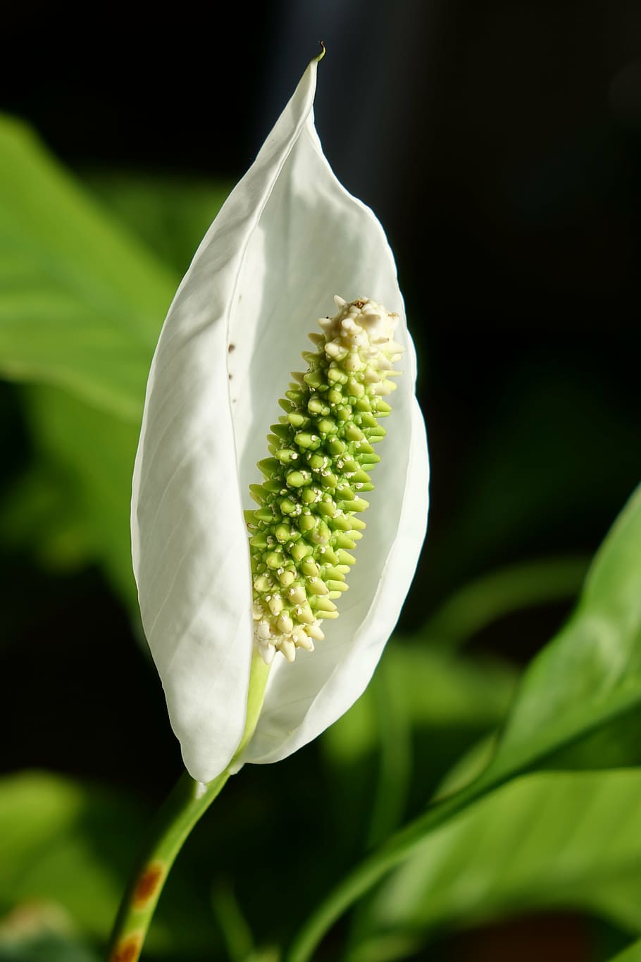 plant, blossom, bloom, plank, spathiphyllum, vaginal sheet, growth, flower, beauty in nature, flowering plant