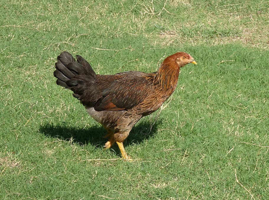 chicken, hen, bird, poultry, domestic, fowl, gallus gallus domesticus, domesticated fowl, livestock, farming
