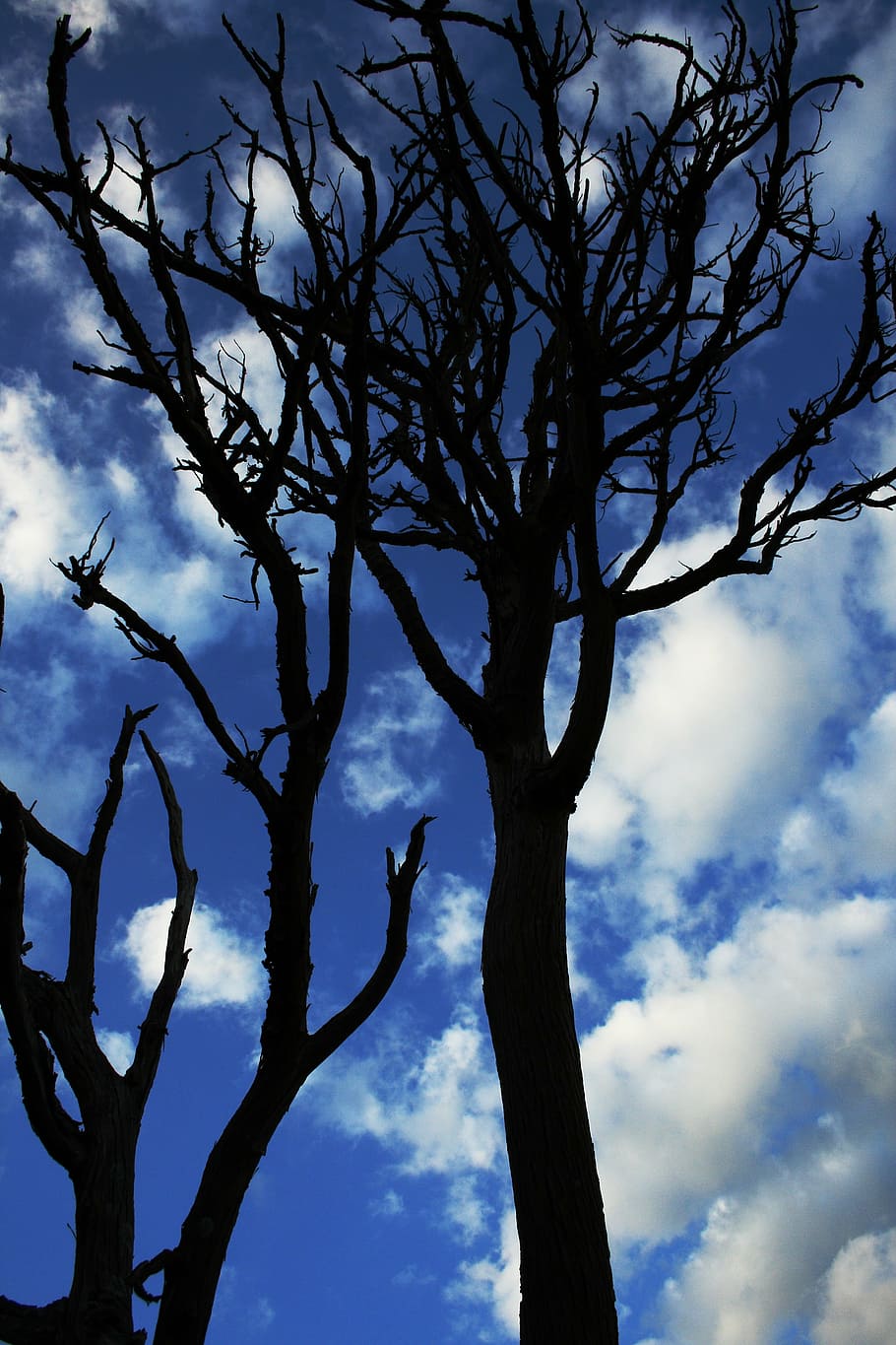 silhouette, withered, tree, blue, cloudy, sky, daytime, landscape, clouds, dry tree