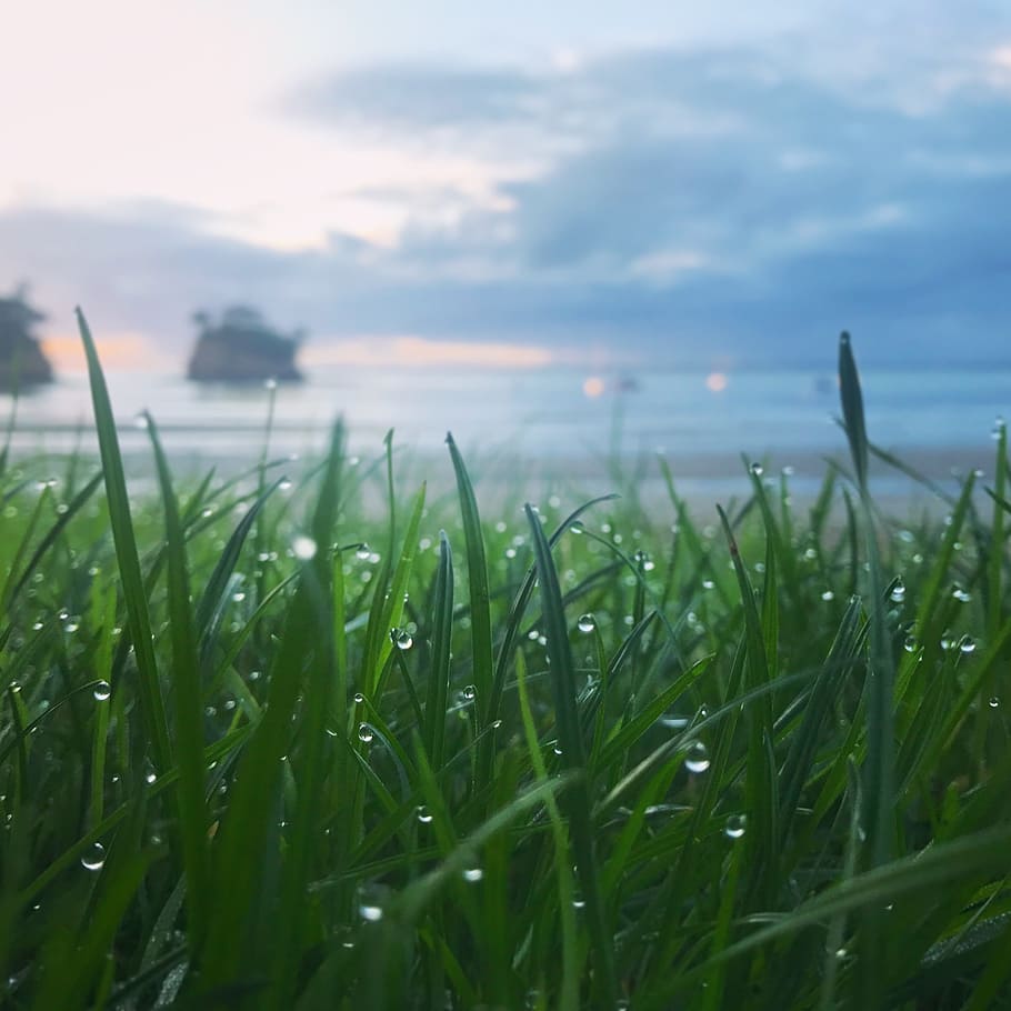 the morning dew, lawn, grass, asahi, sea, the morning of the sea, brown's bay, growth, plant, water