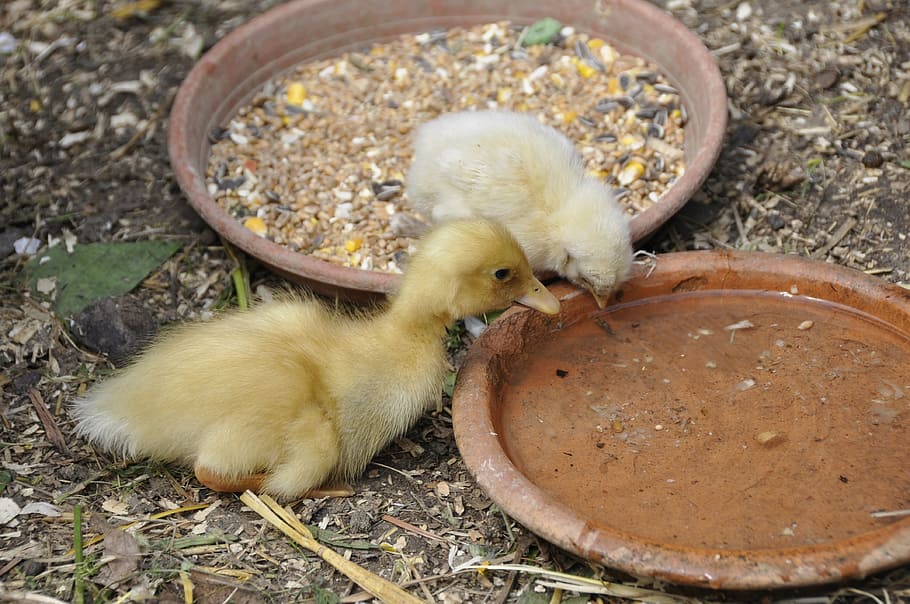 ducky, duck, chicks, chicken, nature, young animals, small, fluff, young, animal