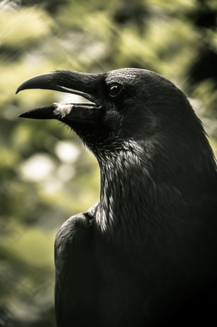 close-up photo, crow, bird, nature, animal, feathers, black, portrait, animal themes, one animal