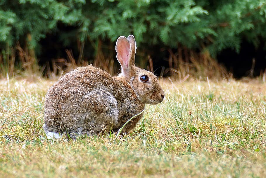 wild rabbits, rabbit, oryctolagus cuniculus, animal, hare, cute, in the, grass, animal themes, mammal