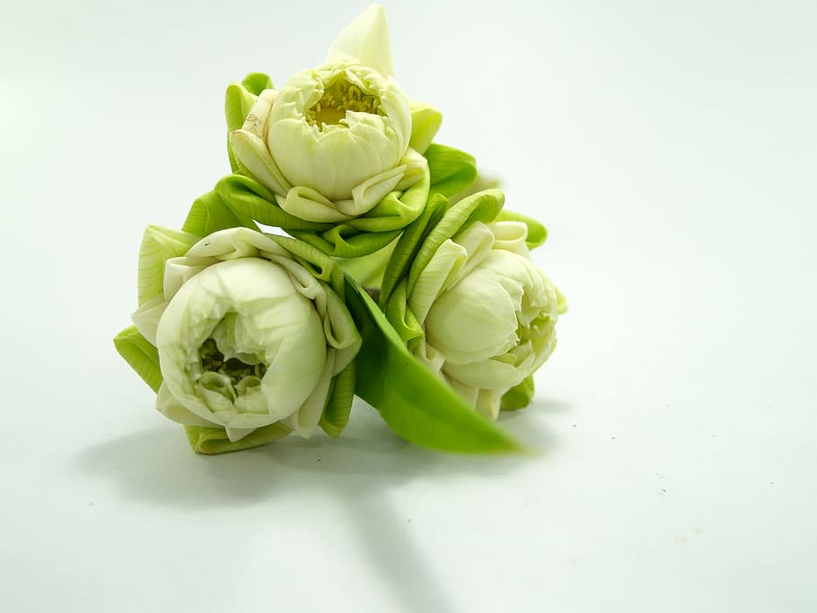 Blanco, flor, loto, decoración, floreciente, acuático, cálido, chispa, natural, oriental