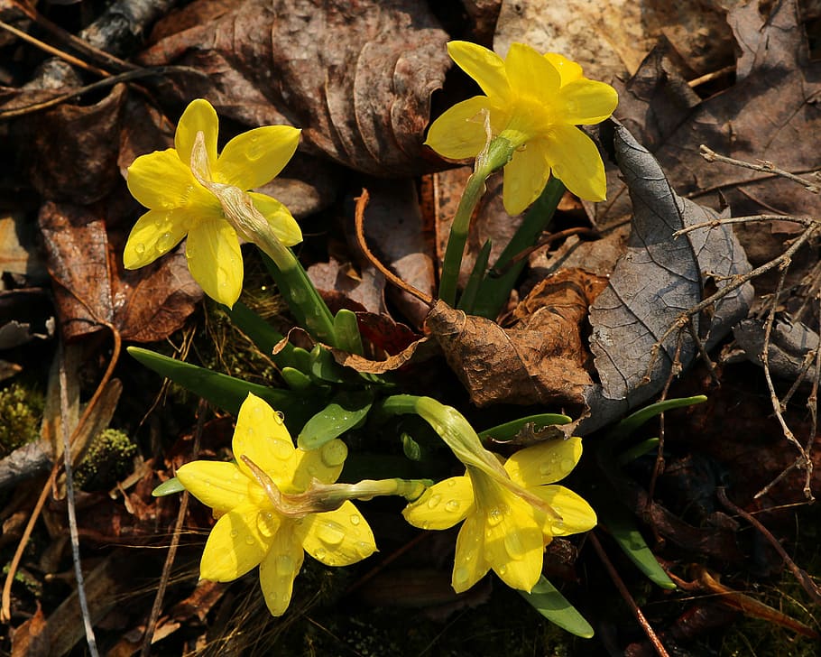miniture daffodils, small flowers, spring flowers, narcissus, jonquil, yellow, leaf, nature, autumn, forest