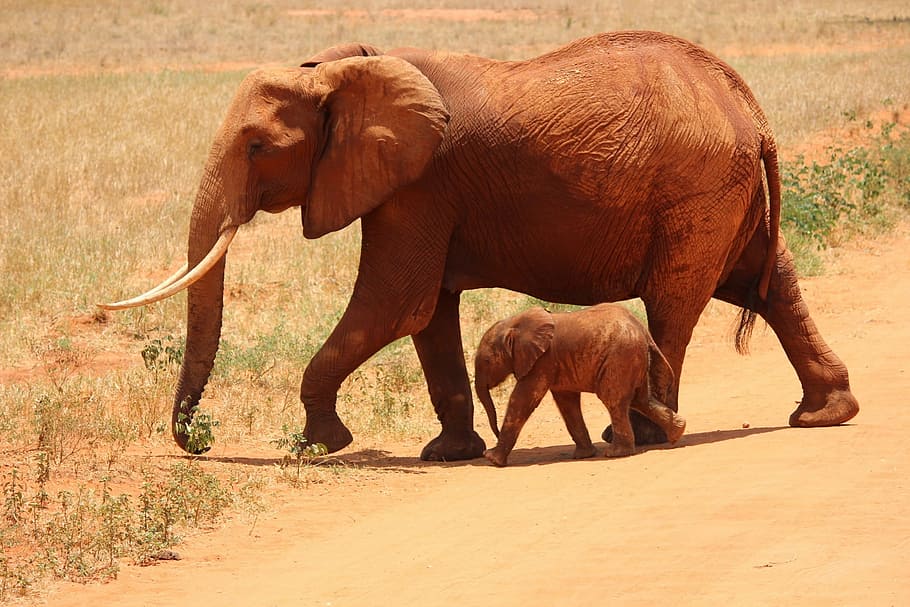 marrom, elefante, bebê elefante, chão, filhote, tsavo, quênia, savana, áfrica, animais selvagens
