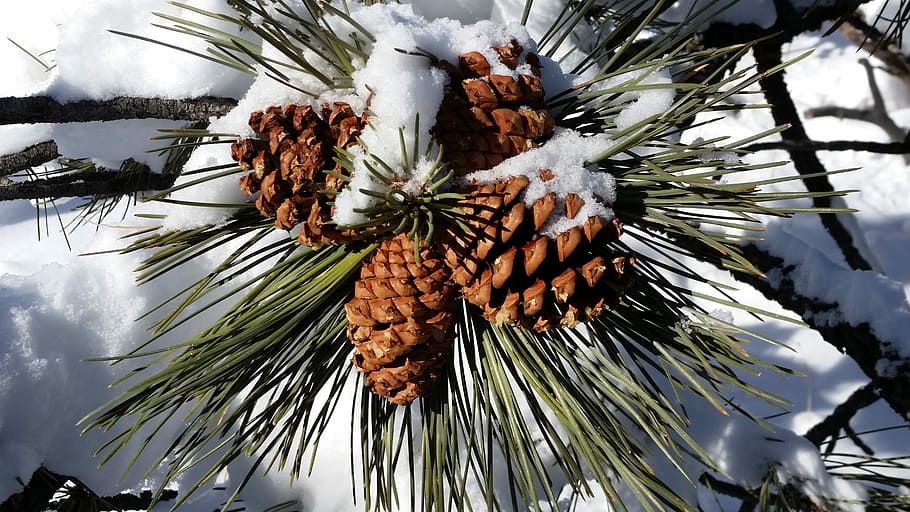 Pine Cones, Snow, Sunny, Branches, tree, pine tree, palm tree, pinaceae, branch, plant