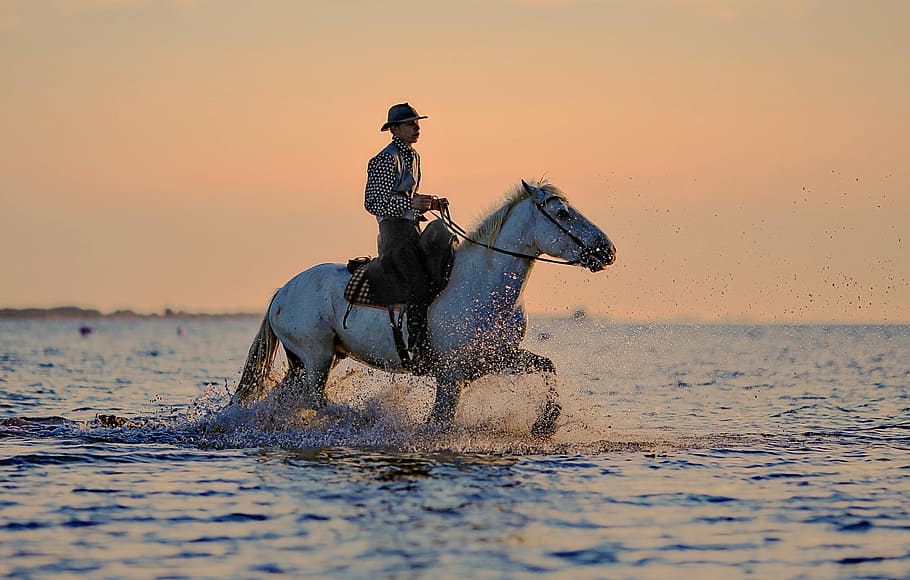 man, riding, horse, body, water, jumper, horses, horseback riding, animal, hiking