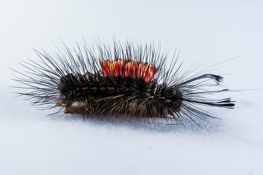 caterpillar, hairy, prickly, close, animal themes, insect, one animal, animal, animal wildlife, invertebrate