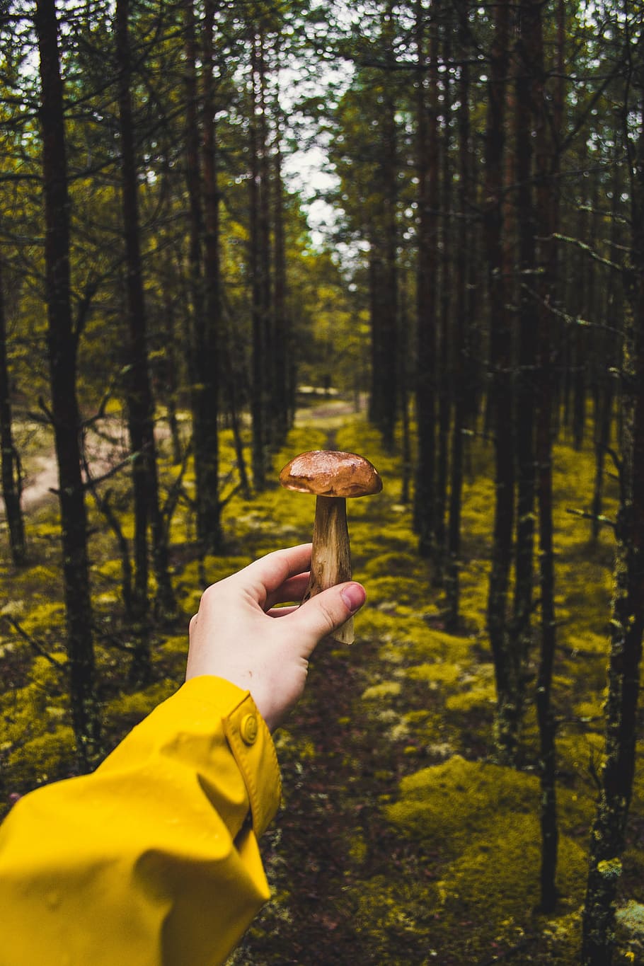 brown mushroom, first, person, point, view, holding, mushroom, woods, green, grass