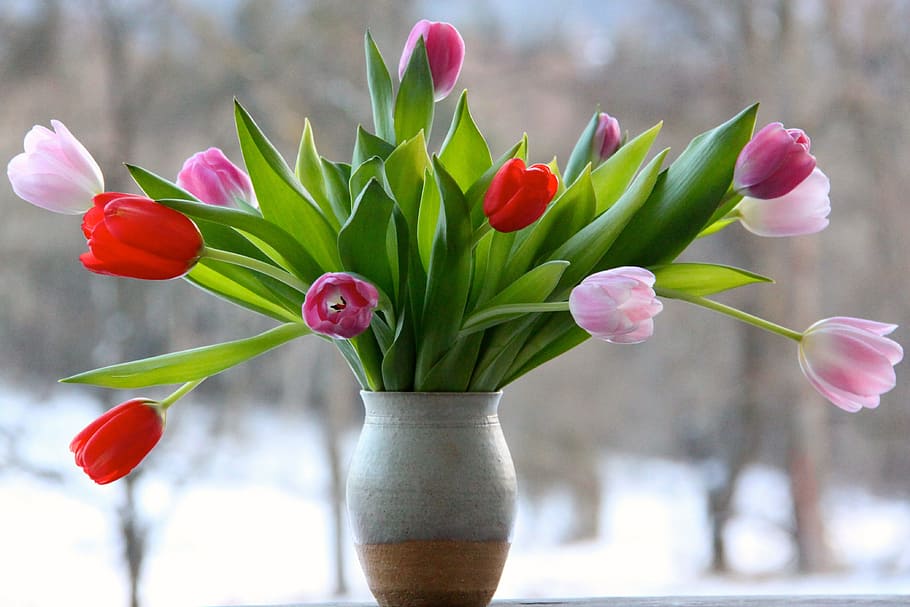 shallow, focus, pink, red, flowers, flower, nature, floral, tulips, tulip