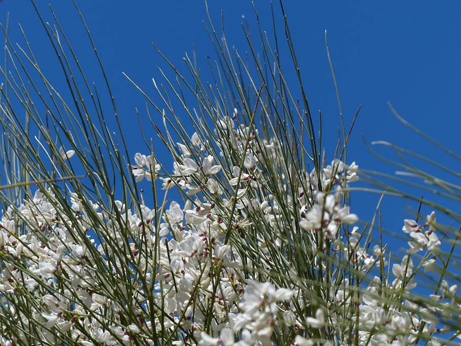 gintster, flowers, white, bush, ordinary retama, retama-broom, retama sphaerocarpa, tenerife, nature, blue