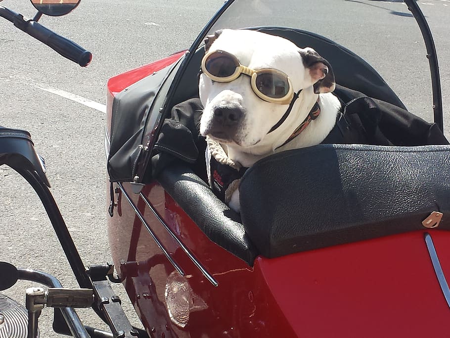 wearing, sunglasses, motorcycle sidecar, Dog, Motorcycle, Animal, Vintage, funny, pet, travel