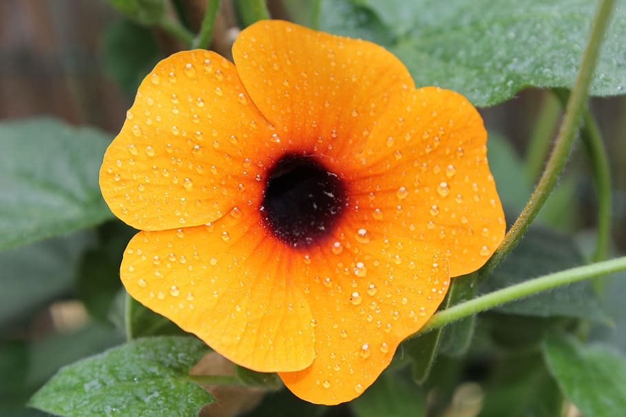 Flower, Nature, Black Eyed Susan, Yellow, drop of water, plant, blossom, bloom, single flower, orange