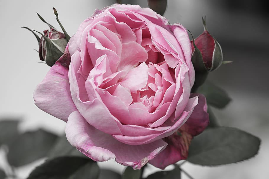 rosa, pétalos de rosa, rosa claro, pétalos, fragancia, flores, hojas, romántico, planta ornamental, álbum