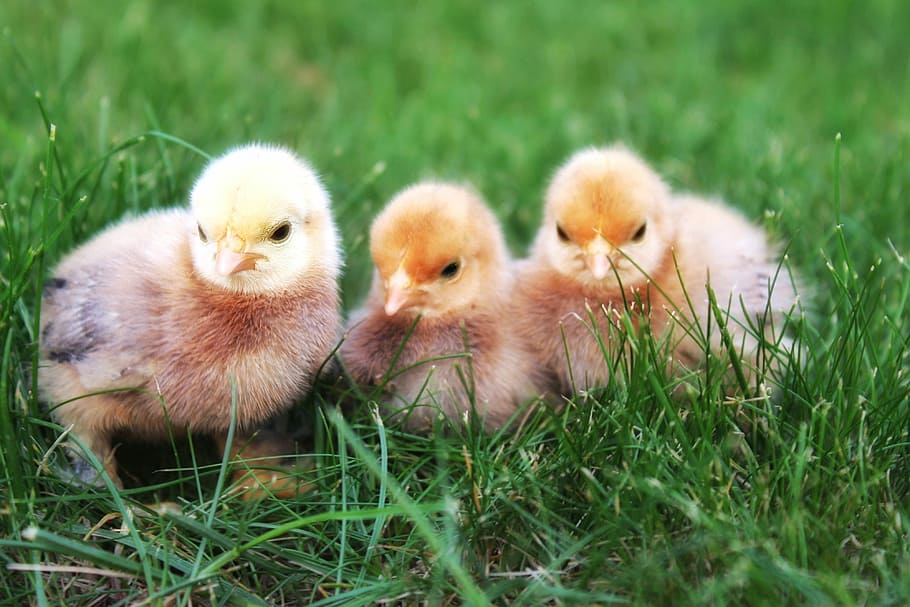 three, chicks, green, grass, chicken, hatched, hatch, small, cute, animal