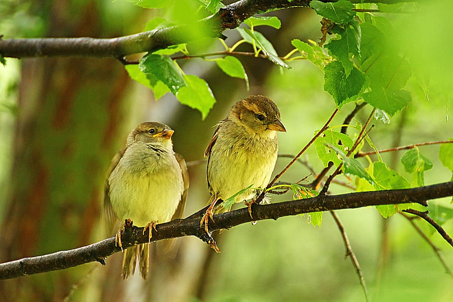 sparrow, sparrows, nature, birds, spring, branch, tree, portrait, green, couple