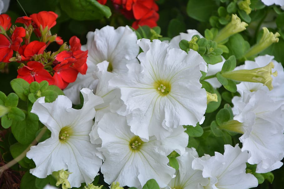 putih petunia, bunga putih, taman, jardiniere, bunga musim panas, alam, putih, bunga, hijau, berbunga