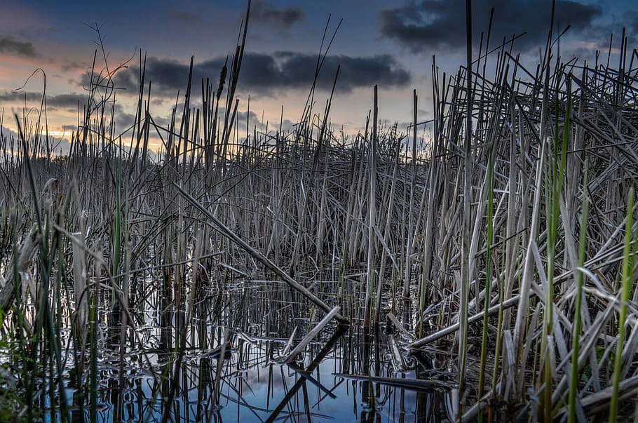 reeds, water, dusk, sky, clouds, plant, cloud - sky, nature, beauty in nature, tranquility