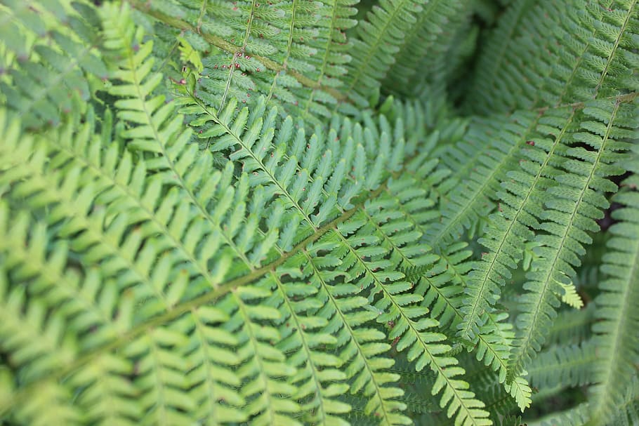 fern, green, plant, nature, forest, close, fern plant, leaves, leaf fern, fiddlehead