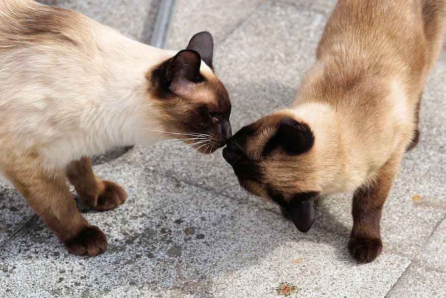 two, siamese cats, smelling, siam, siamese cat, cat, domestic cat, mieze, breed cat, siamese