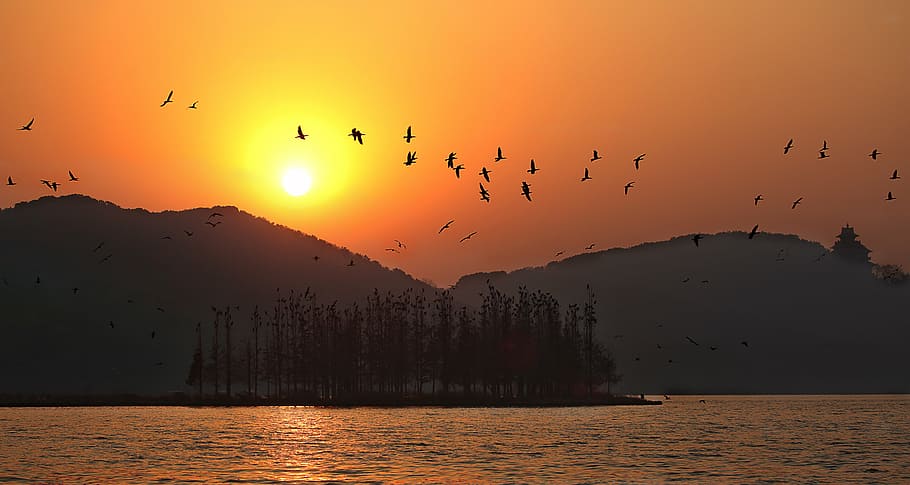 sunset, east lake, wuhan, twilight, big wild goose pagoda, bird, nature, sea, flying, animal