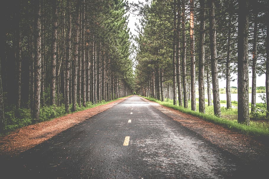 estrada de asfalto, árvores, asfalto, estrada, entre, floresta, natureza, árvore, ao ar livre, paisagem