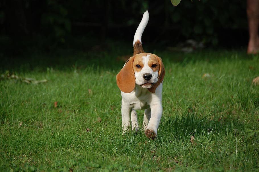 putih, anak anjing lemon beagle, hijau, rumput, siang hari, anjing, anak anjing, beagle, doggy, hewan