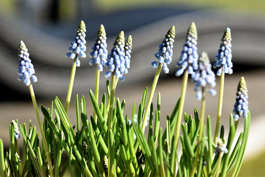 flor, primavera, jacinto, azul, flor de primavera, muscari, planta, heraldo de la primavera, cerca, naturaleza