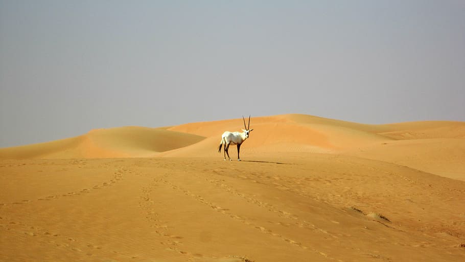 white animal, dubai, desert, oryx, camel, sand Dune, animal, africa, sand, nature