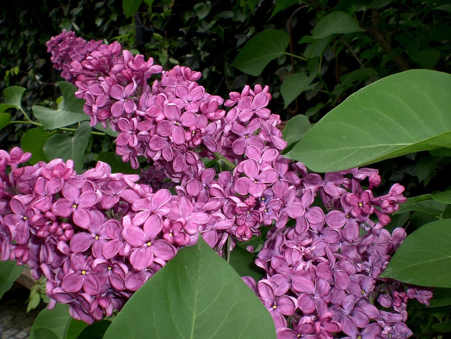 Lilac, Ornamental Shrub, Blossom, Bloom, flower, tree, bush, purple, close, syringa vulgaris