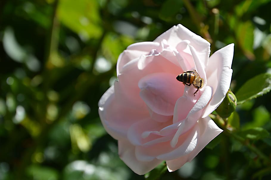 honeybee, perched, pink, rose, flower, closeup, photography, Pink, Rose, Bee, Insect