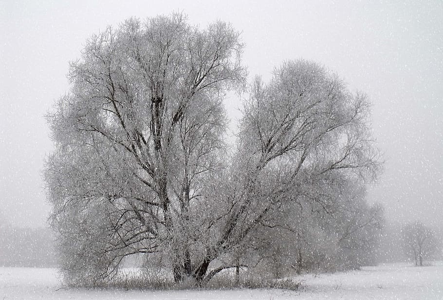 Tempo, inverno, árvore, neve, congelado, época do ano, esporte, paisagem, natureza, gelado