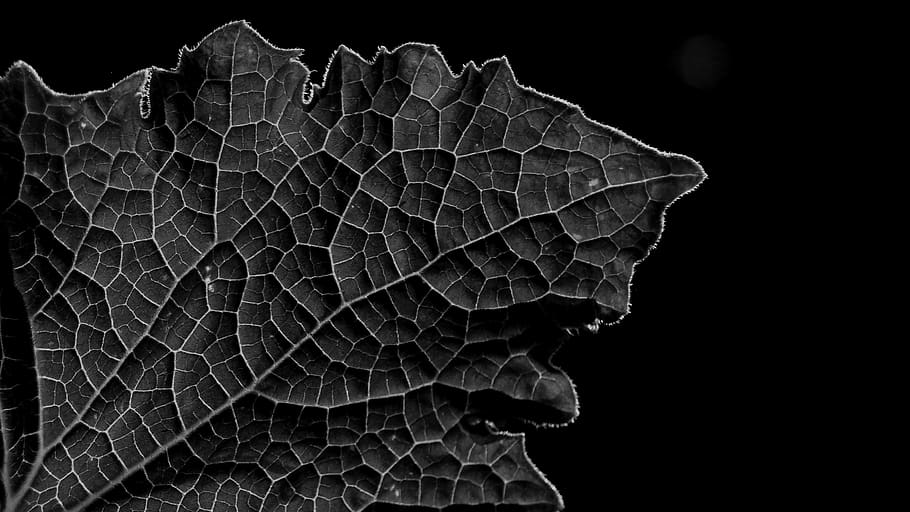 leaf, leaf texture, grain, sw, black white, veins, close up, black and white, background, close-up