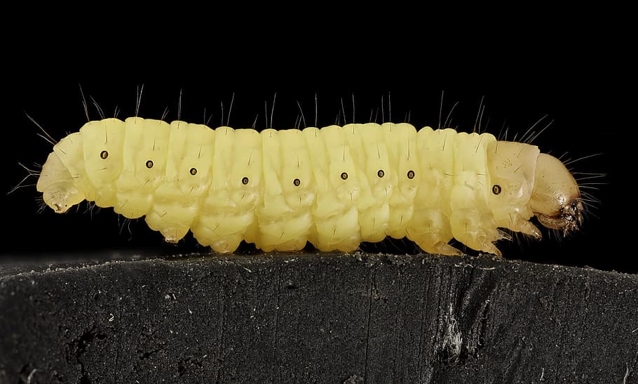 yellow, caterpillar, black, surface, close-up photography, wax worm, macro, parasite, moth, fish bait