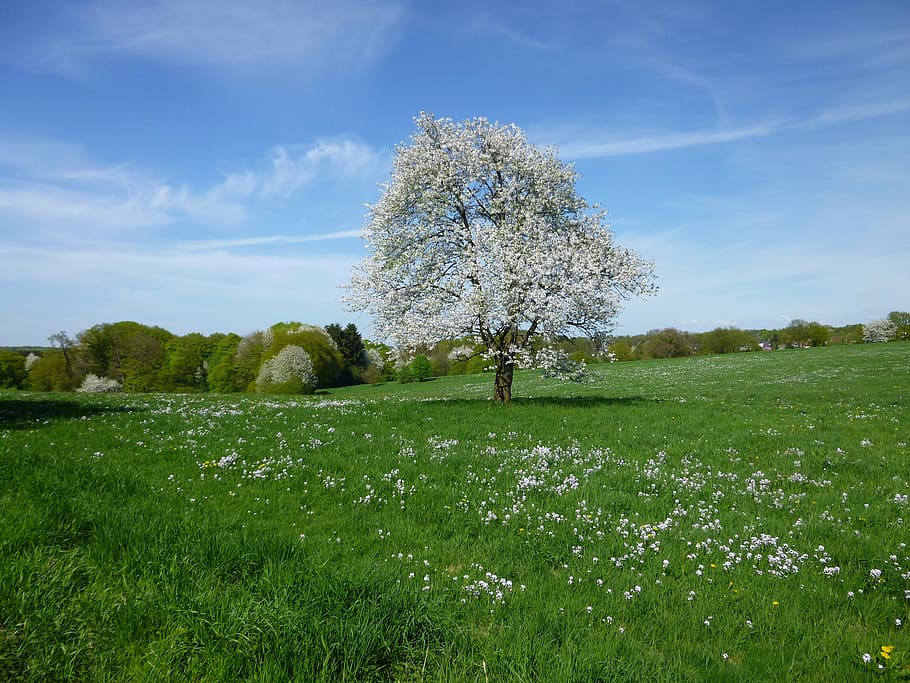 lonely, tree, meadow, spring, landscape, white blossom, plant, grass, field, land