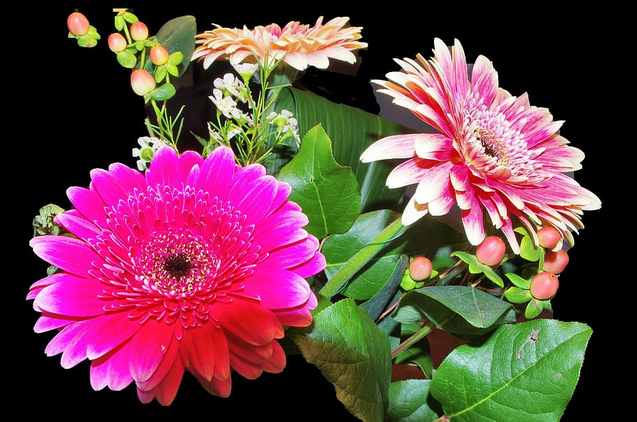 gerbera, flowers, fucsia, pink, leaves, berries, foliage, flowering plant,  flower, petal | Pxfuel